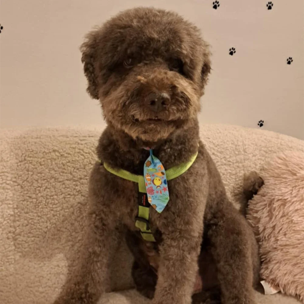 lagotto romagnolo